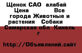 Щенок САО (алабай) › Цена ­ 10 000 - Все города Животные и растения » Собаки   . Самарская обл.,Кинель г.